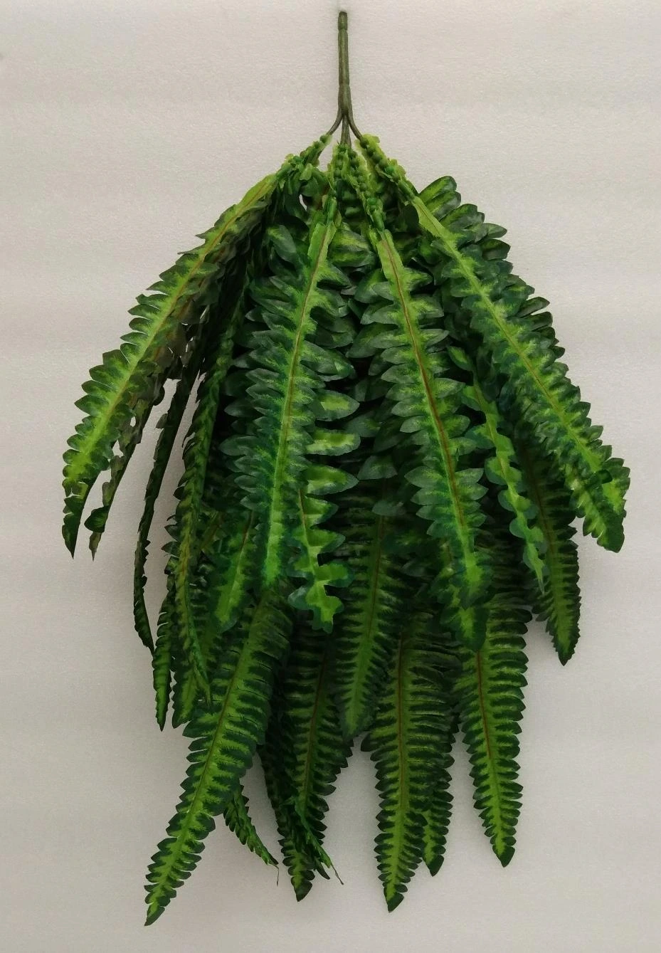 Ghoda Palm Bunch Med